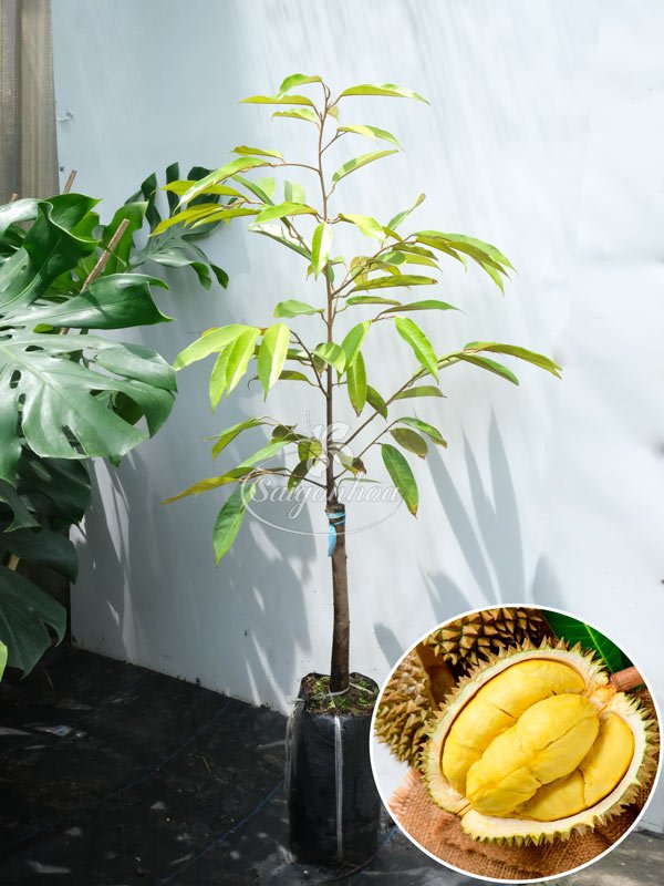Cây Sầu Riêng Monthong