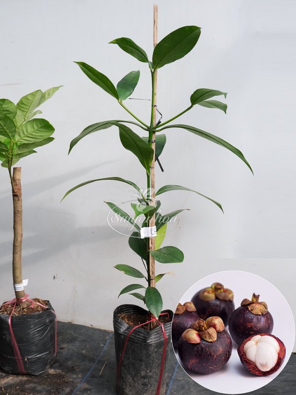 Cây Măng Cụt