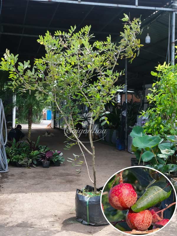 Cây Nhãn Xuồng Tím