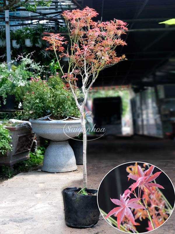 Cây Phong Lá Đỏ Nhật Bản