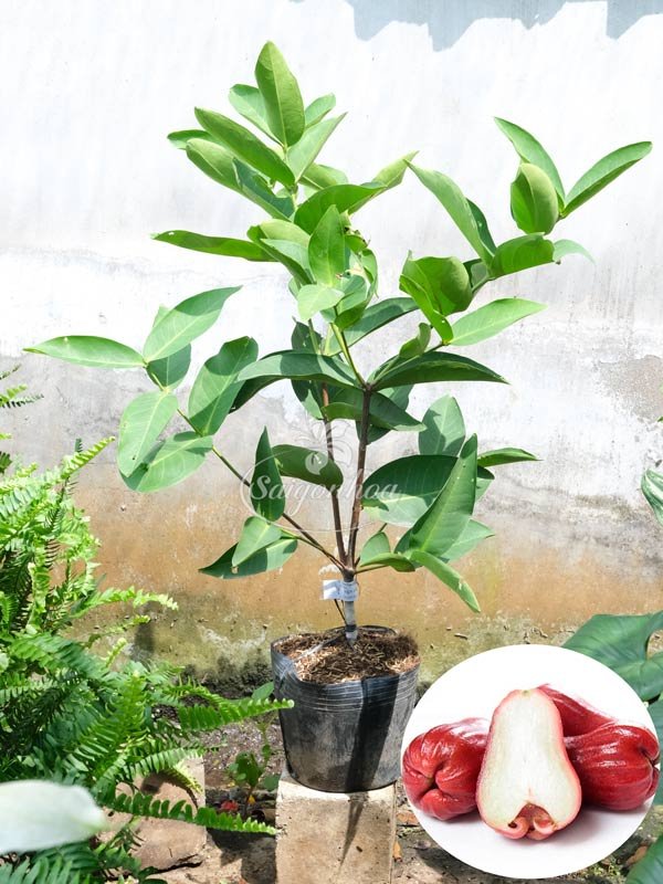 Cây Mận An Phước