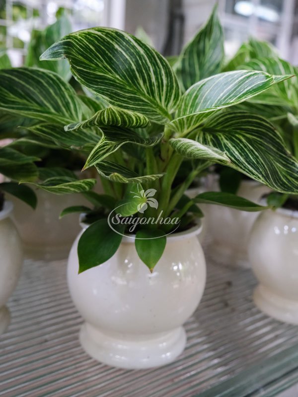 Cây Trầu Bà Kim Cương Thủy Canh