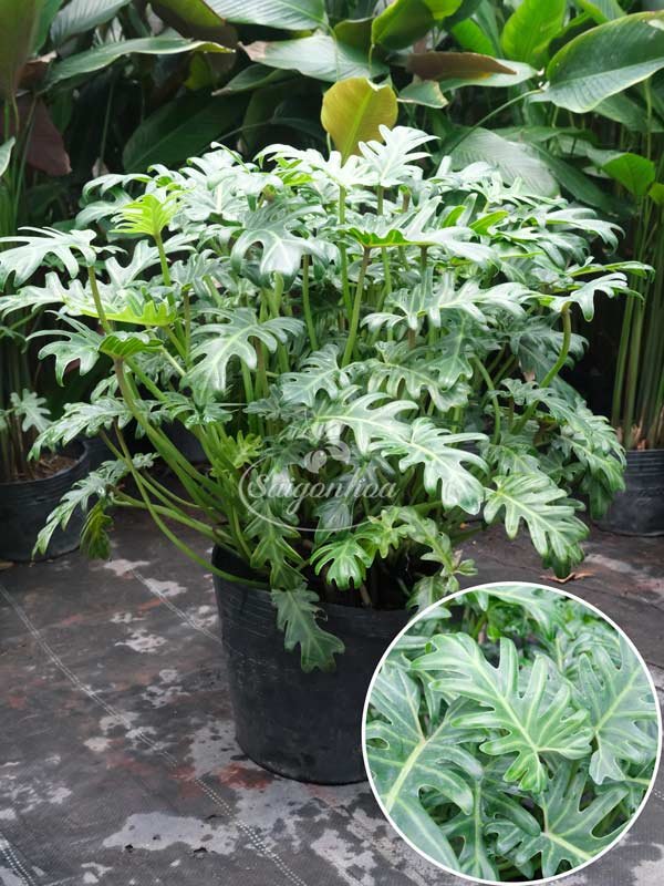Cây Trầu Bà Chân Vịt Sân Vườn