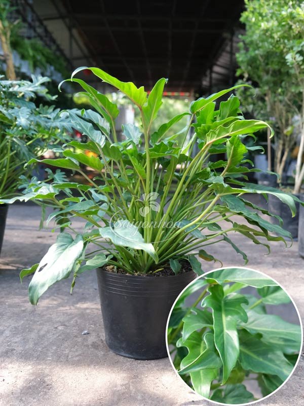 Cây Trầu Bà Chân Vịt