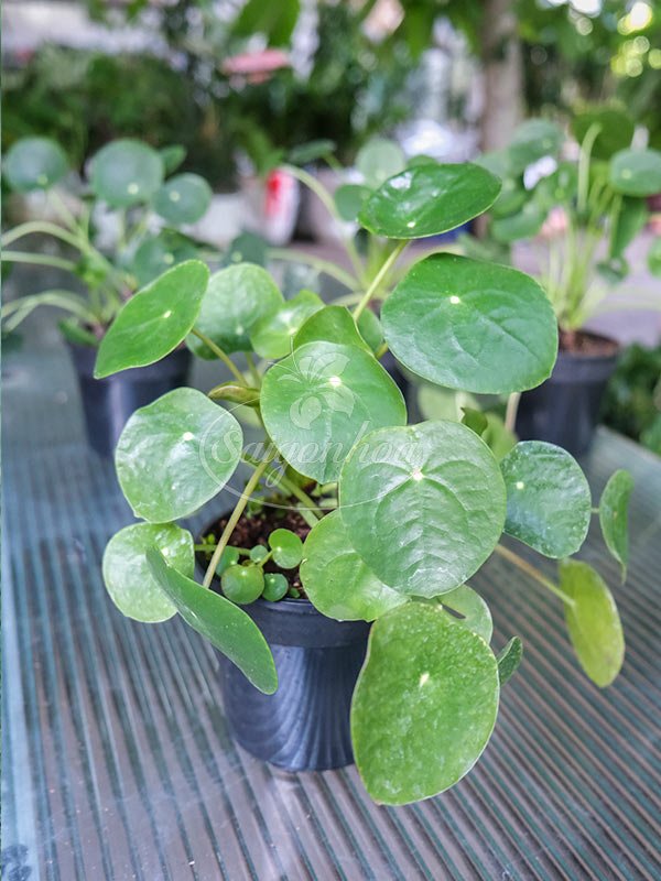 Cây Pilea – Cây Cỏ Gương