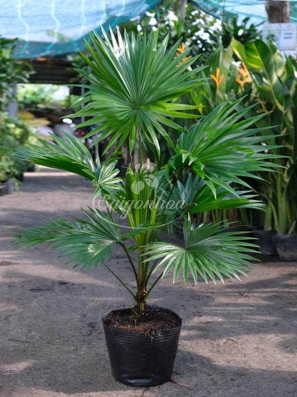 Cây Cọ Ta Sân Vườn