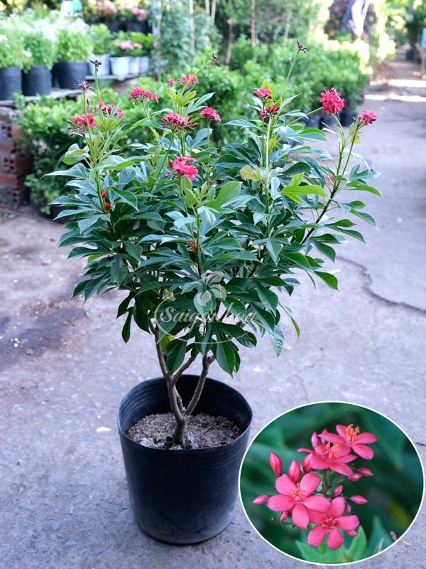 Cây Hồng Mai Sân Vườn