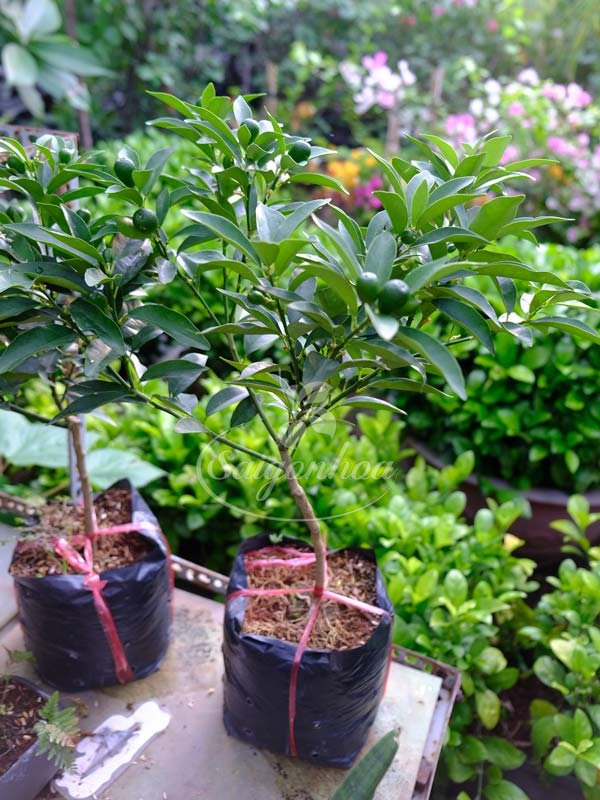 Cây Tắc Ngọt