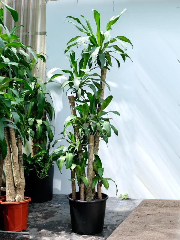 Cây Phát Tài 7 Lần Lộc