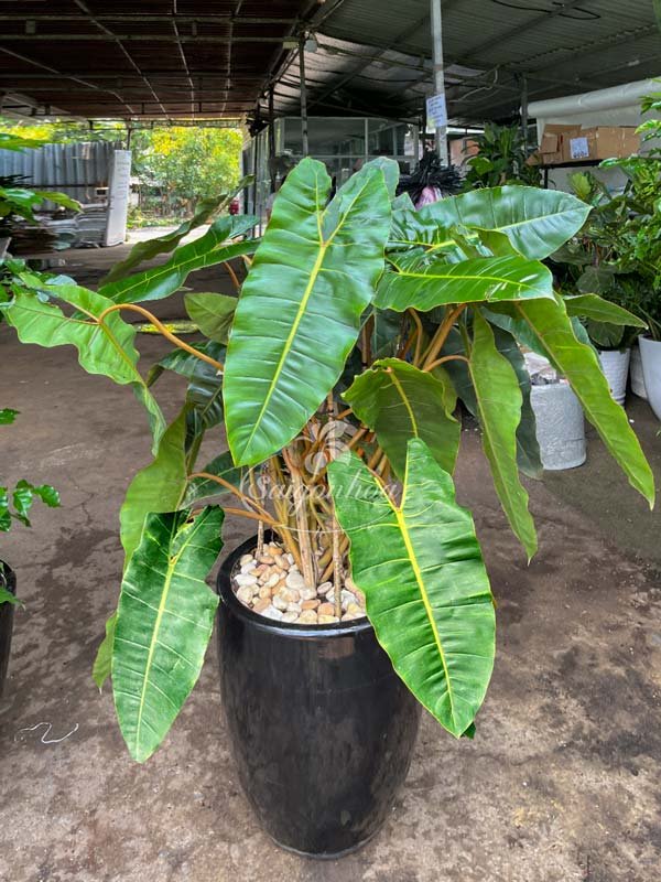Chậu Cây Hạc Cam