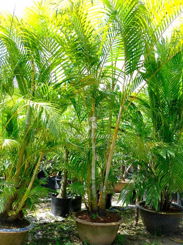 Cây Cau Vàng Sân Vườn