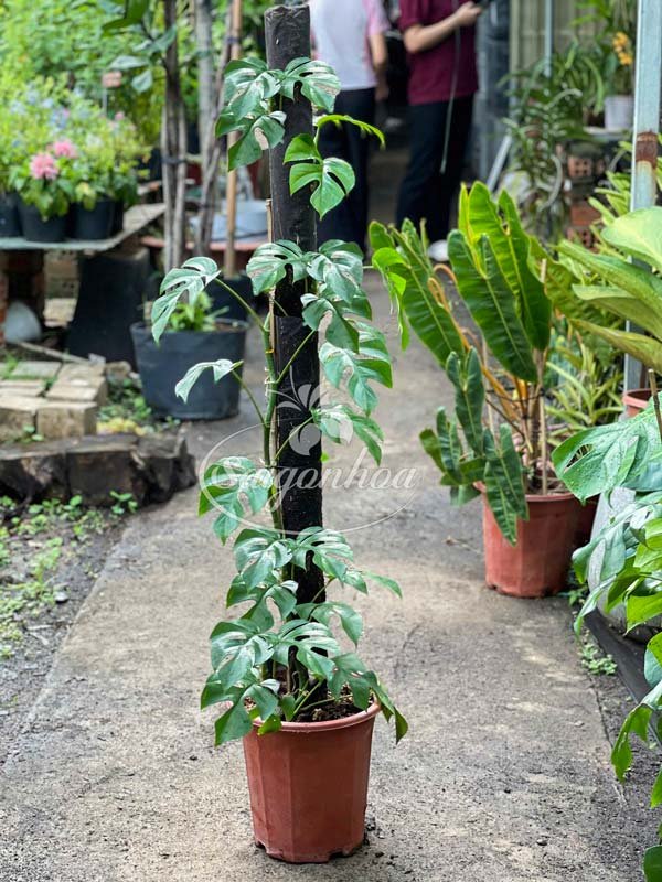Cây Trầu Bà Lá Xẻ Nhỏ Leo Trụ – Monstera Mini