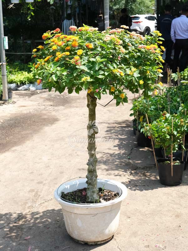 Chậu Cây Hoa Trâm Ổi 1 Cốt