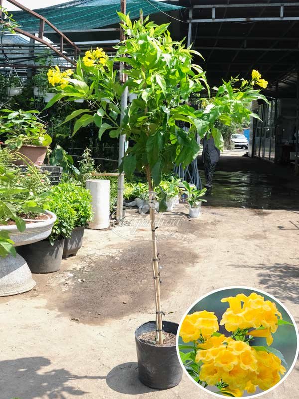 Cây Huỳnh Liên 1 Cốt