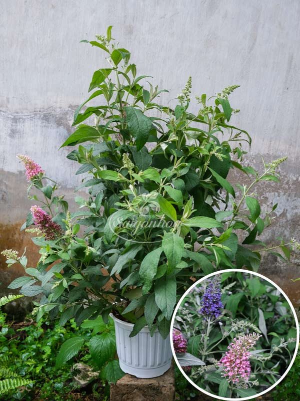 Cây Hoa Trầm Hương