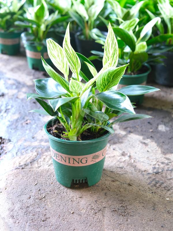 Trầu Bà Kim Cương Mới