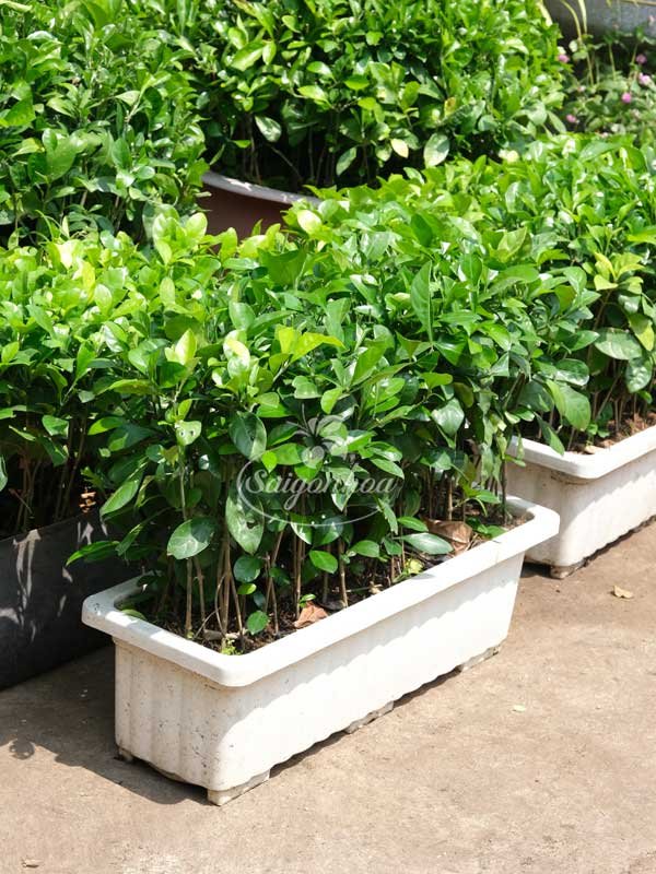 Cây Ắc Ó Chậu Nhựa Chữ Nhật