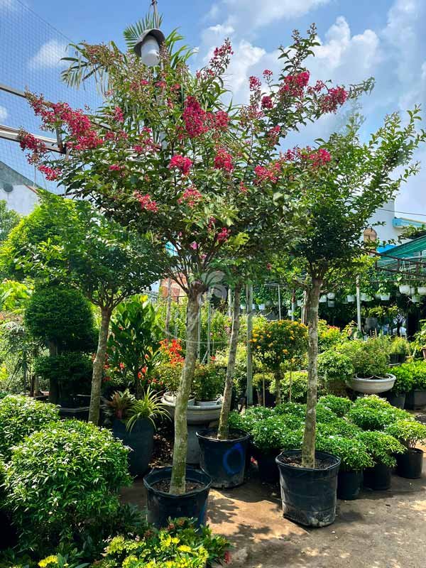 Tường Vi Ghép Gốc Bằng Lăng Sân Vườn