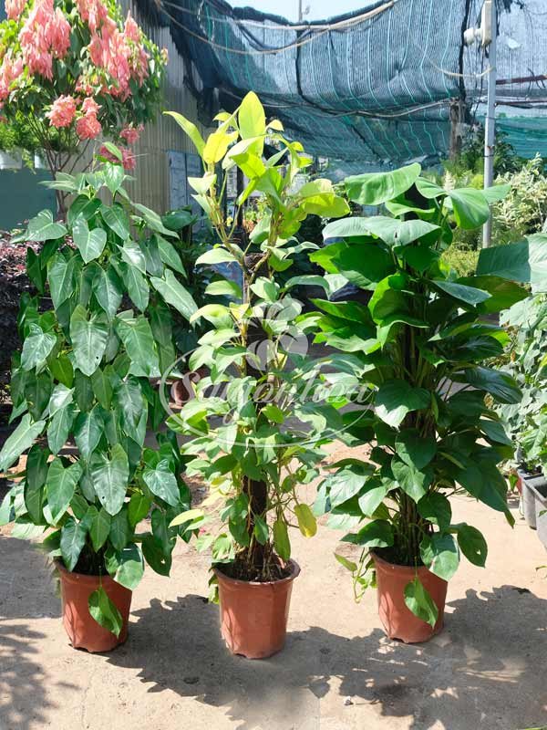 Bộ Sưu Tập 3 Cây Trầu Bà Leo Cột Thông Dụng