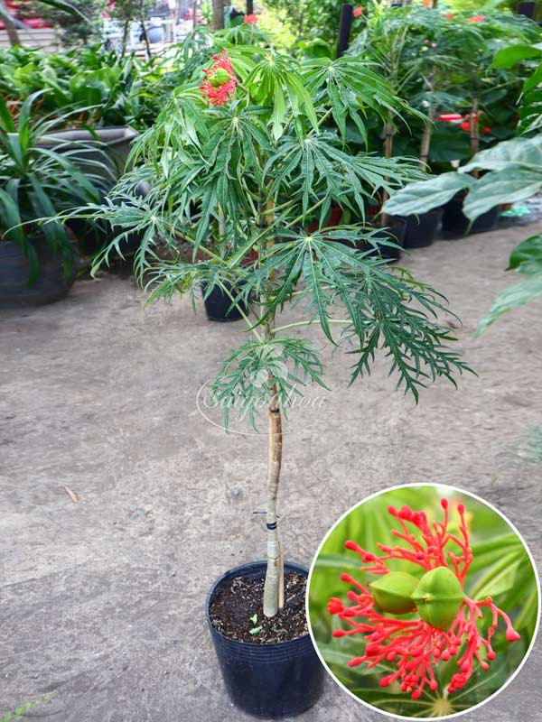 Cây Đỗ Trọng-Cây San Hô