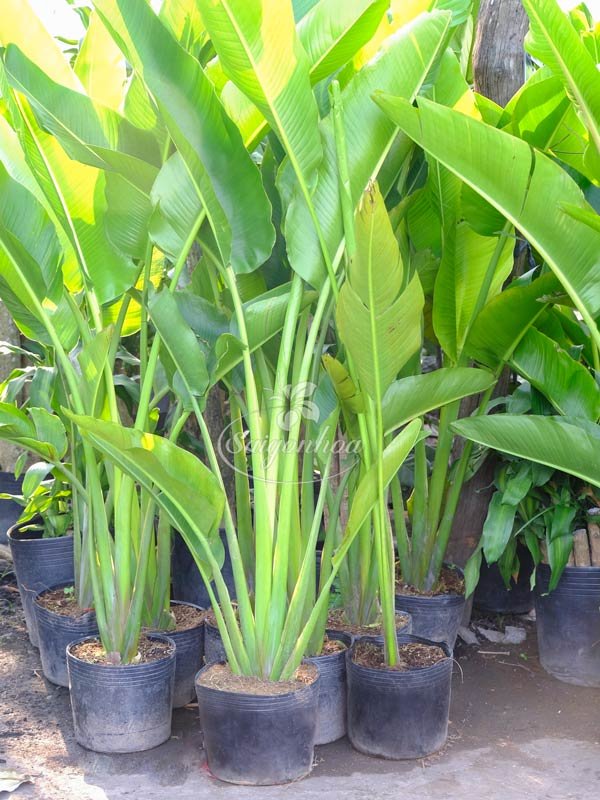 Chuối Rẻ Quạt