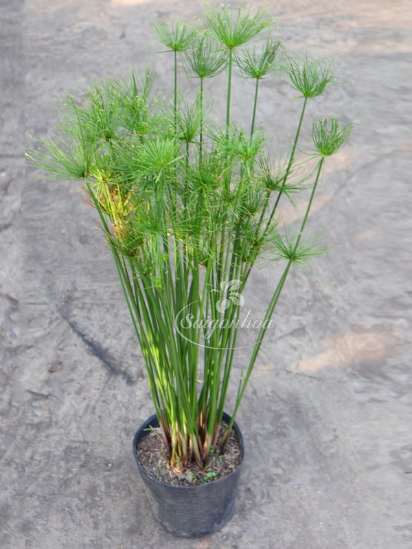Cây Thủy Trúc Thái