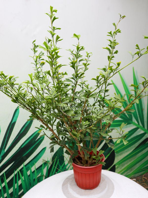 Cây Bàng Tim Xanh Nhật