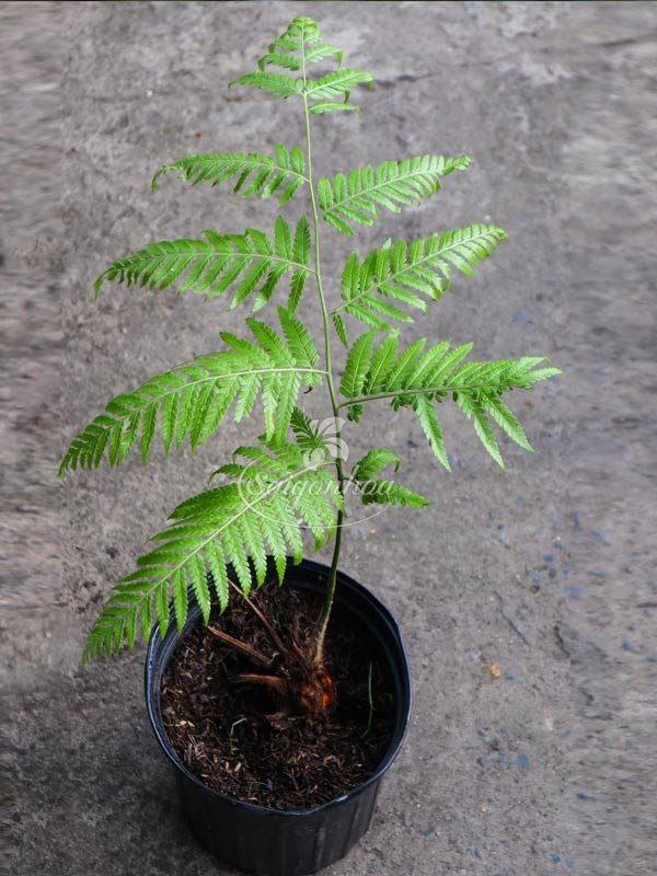 Cây Dương Xỉ Culi