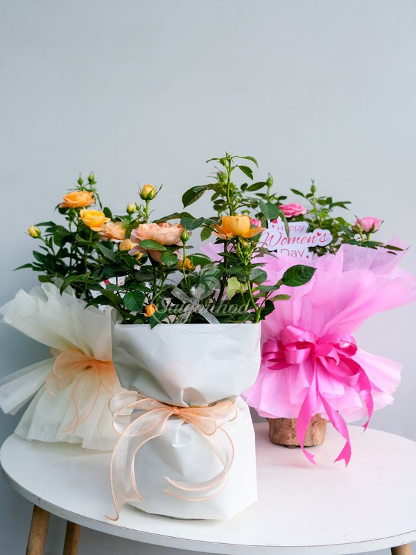 Hoa Hồng Siêu Nụ Đà Lạt Quà Tặng