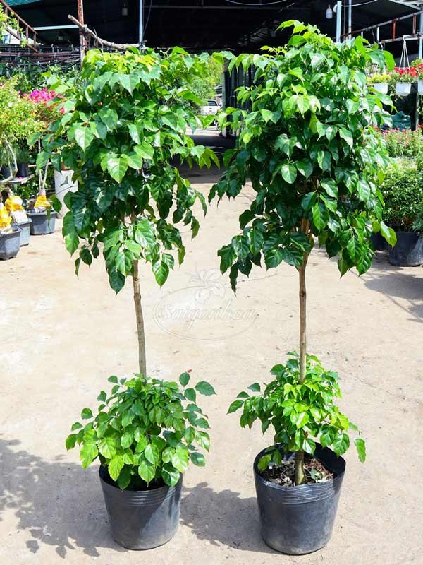 Cây Hạnh Phúc 2 Tầng