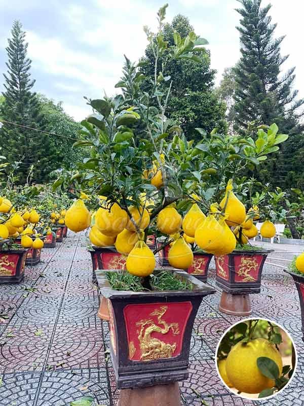 Chậu Cây Bưởi Bonsai Tết