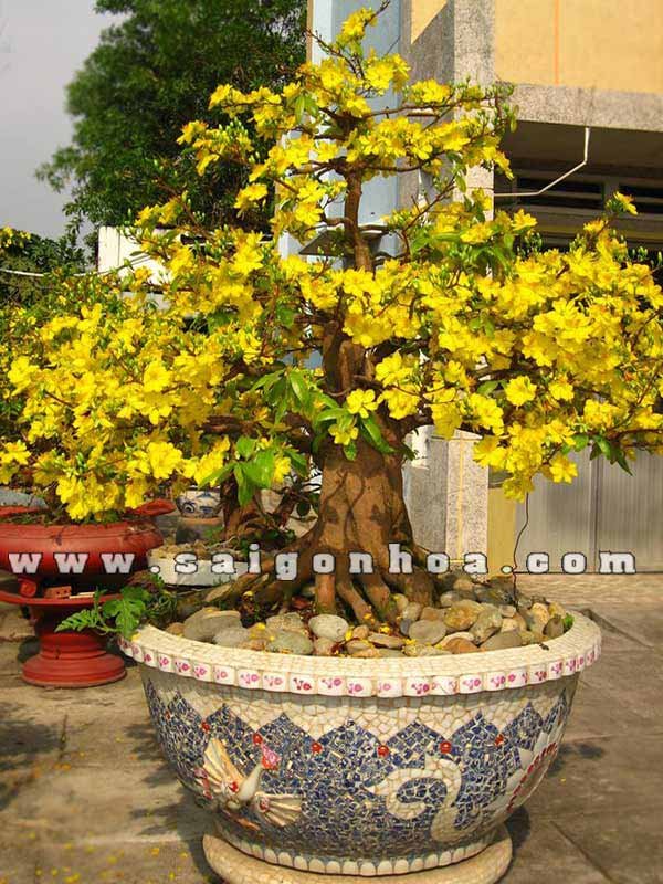 Cây Hoa Mai Tết 2m