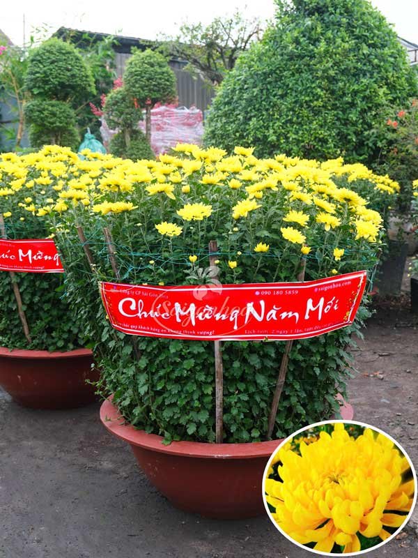 Chậu Hoa Cúc Đại Đóa