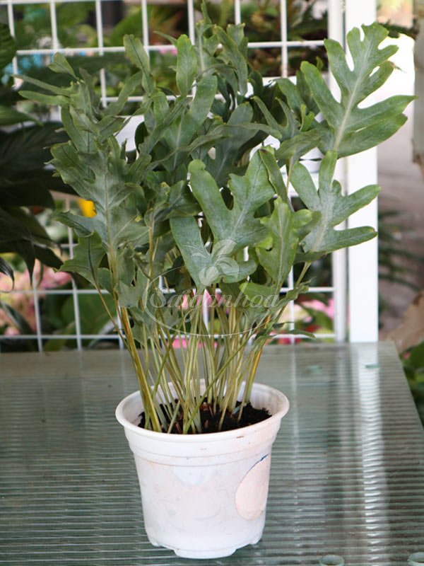 Cây Dương Xỉ Lá Bạc