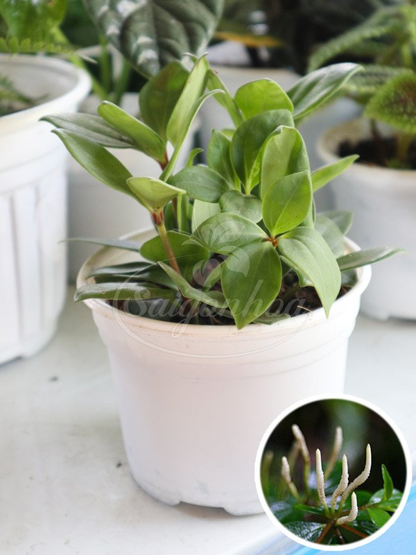 Peperomia Mariannensis