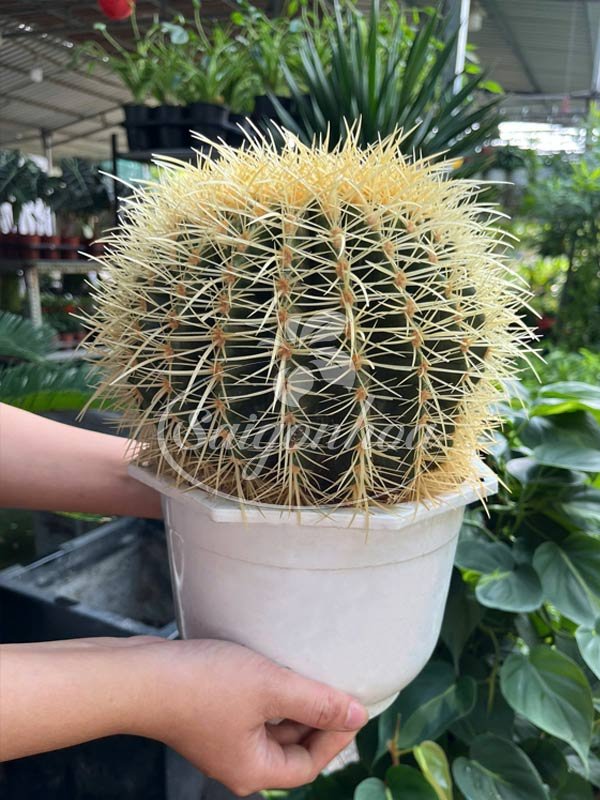 Xương Rồng Kim Hổ