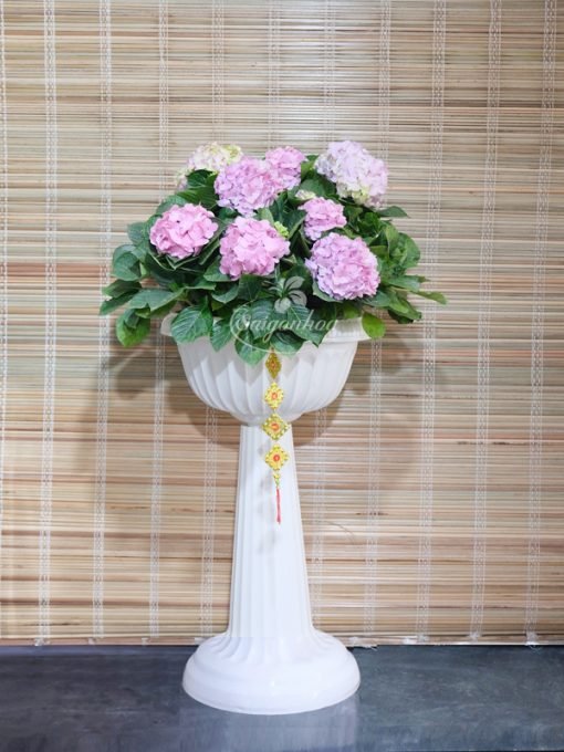 Chậu Ly Cẩm Tú Cầu
