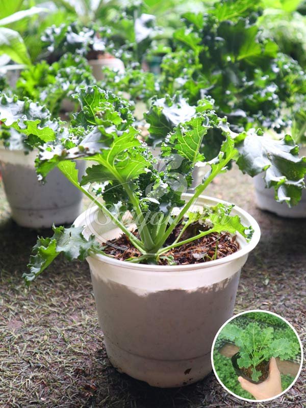 Cây Cải Kale