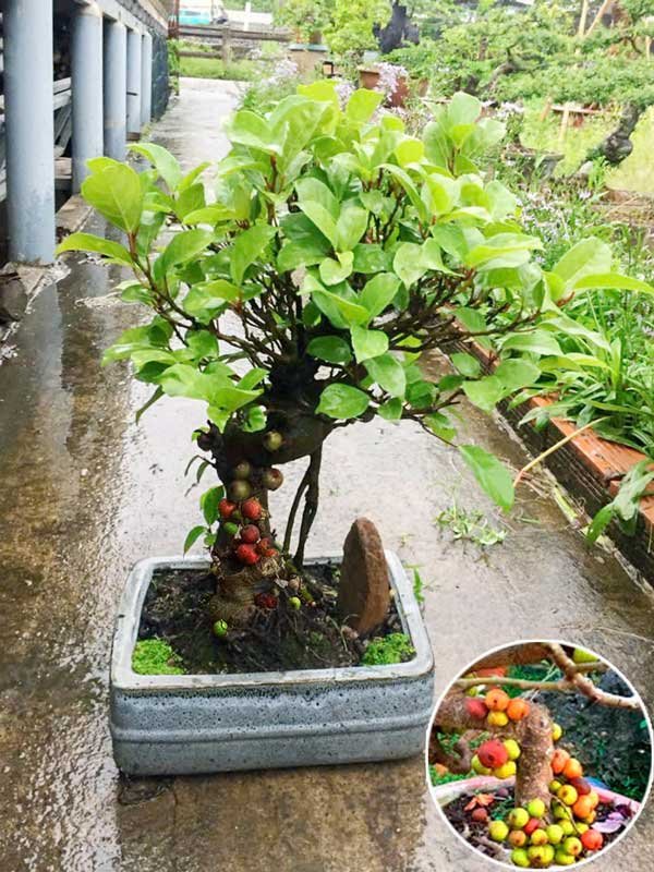Chậu Sung Bonsai