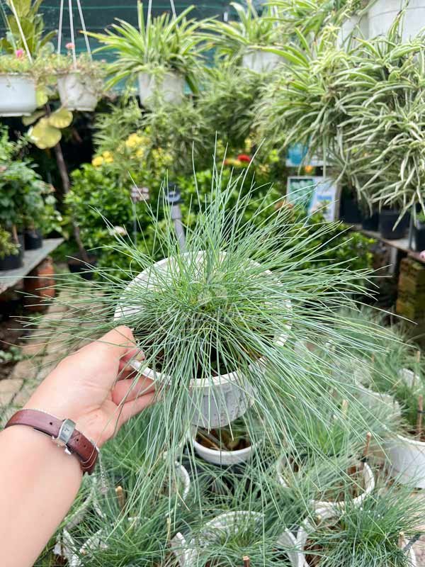 Cây Cỏ Tuyết