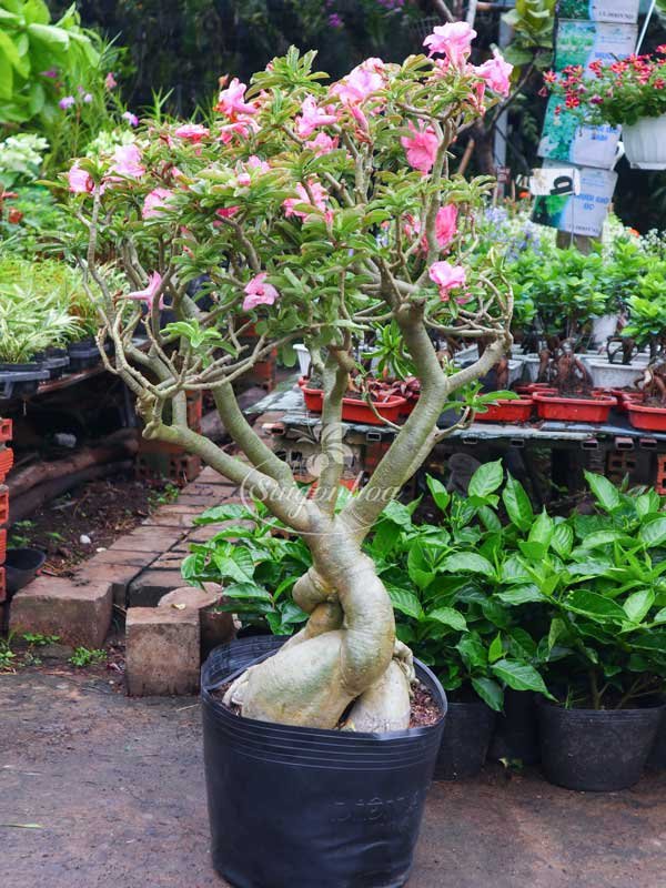 Sứ Kỳ Duyên