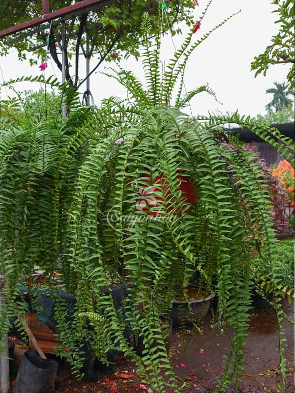 Cây Dương Xỉ Thòng