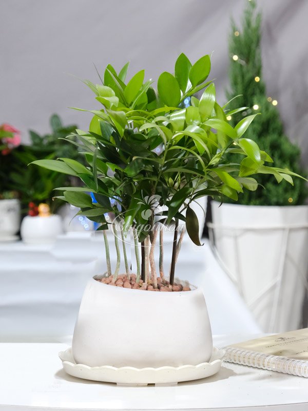 Chậu Cây Kim Giao Để Bàn