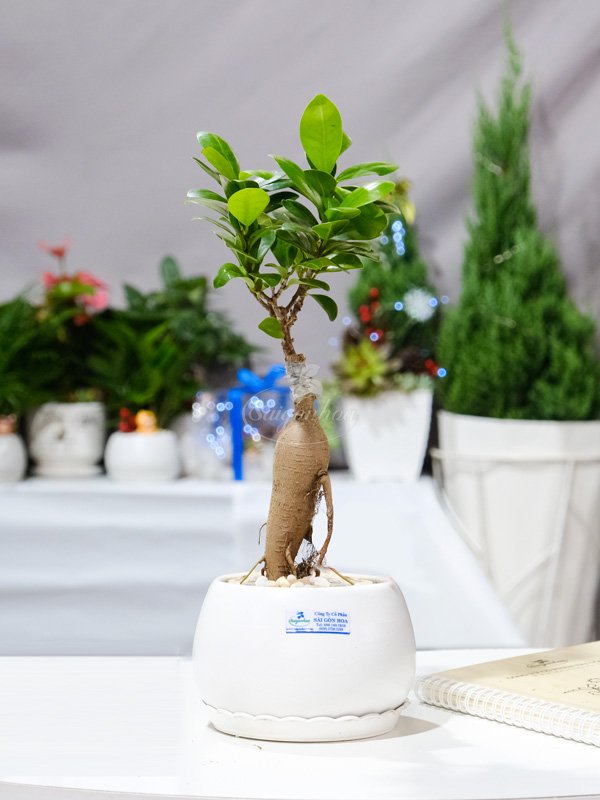 Chậu Cây Si Bonsai Mini Để Bàn