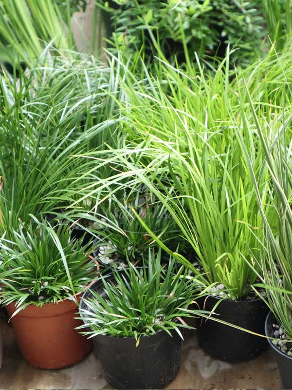 Cỏ Mix Các Loại