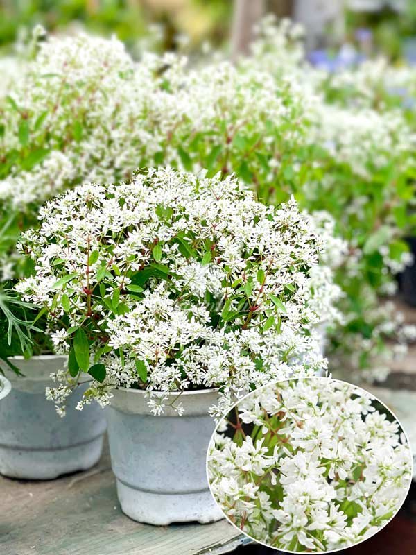 Cây Bạch Tuyết Cầu