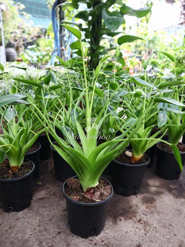 Cây Alocasia Tiny Dancer