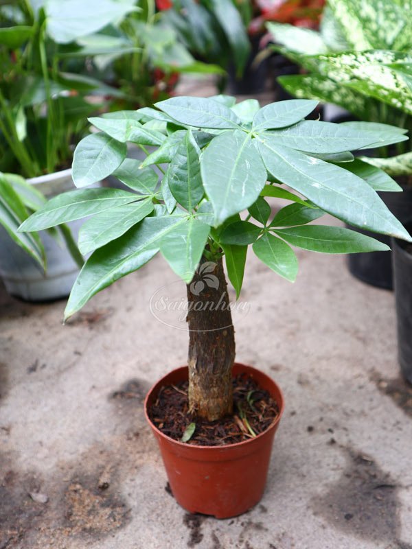 Cây Kim Ngân Một Thân Mini