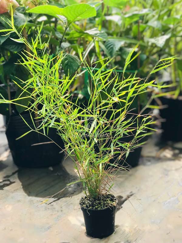 Cây Tre Mini Trồng Tiểu Cảnh