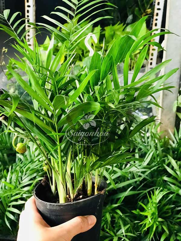 Cau Tiểu Trâm